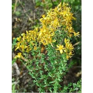 FITRİNA SARI KANTARON YAĞI 100 ML